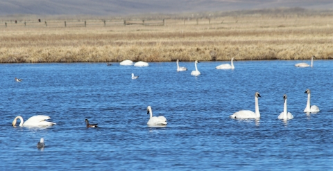 A group of eleven trumpeter swans swimming and feeding below the Lower Lake at Red Rock Lakes National Wildlife Refuge