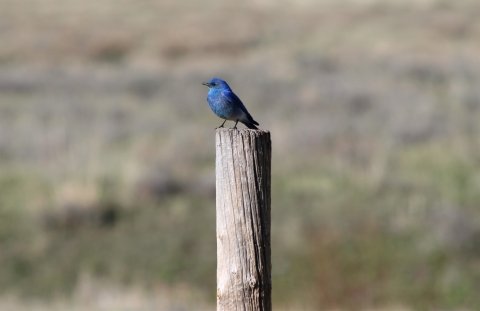 Brilliant springtime male western bluebird on a fencepost in bright blue color