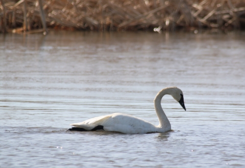 Tundra Swan swimming on the water