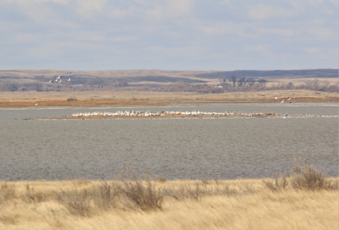 White Pelican Nesting Colony