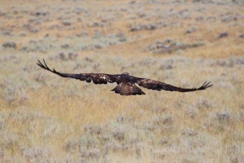Golden eagle on Wind River Indian Reservation