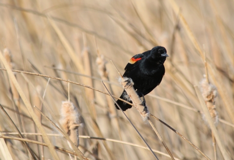 Red-winged Blackbird perched on a cattail