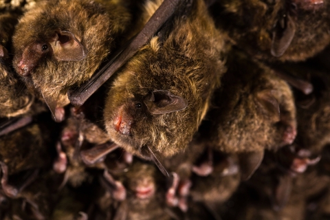 Cluster of bats with a lone bat occupying the foreground