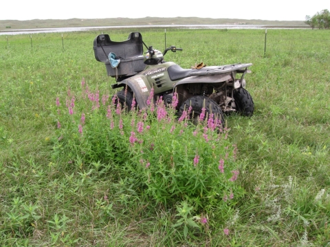 ATV used for invasive plant control