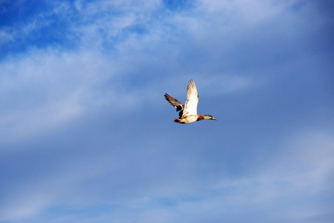 A Mallard drake in flight after release form the duck banding process and J. Clark Salyer National Wildlife Refuge