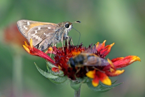 A brown and white butterfly collects nectar from a native flower at J. Clark Salyer National Refuge