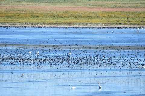 J. Clark Salyer National Wildlife Refuge Migratory Birds in large Pool