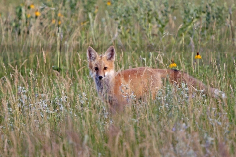Red fox, looking at the camera. It is stepping through a meadow with tall grasses and wildflowers. 