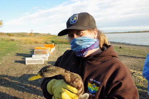 Administrative Support Assistant, Jane Cardwell preparing Mallard for the duck banding process