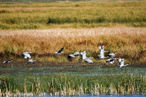 Large-winged grayish-white birds take flight over wetlands