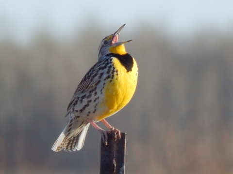 Western Meadowlark observed calling on J. Clark Salyer Wetland Management District
