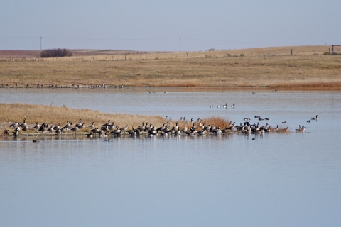 Canada geese congregate at Spichke WPA in souther McHenry Coutny, ND. 