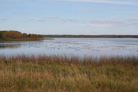 Birds swim in a lake surrounded by grasslands