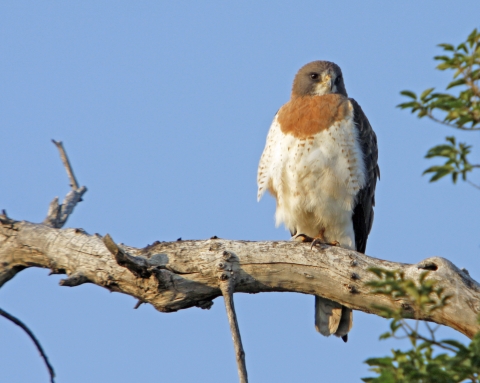 Swainson's hawk perched on a branch, rusty colored chest, brown wings and head
