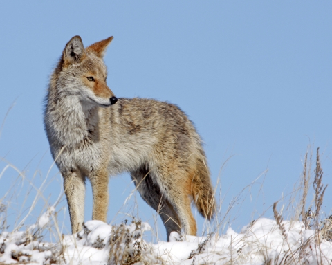 Coyote standing in the snow