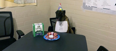 A Belgian shepherd sits at a table wearing a birthday hat and sign with treats on the table