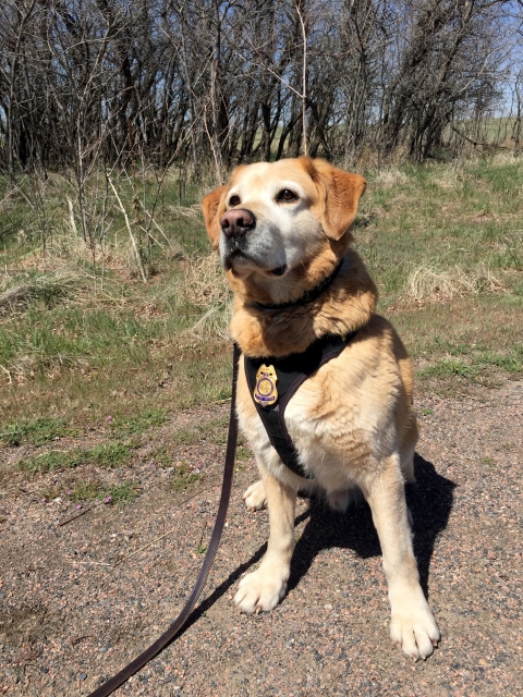 A yellow Labrador dog wearing a harness with a badge sits with vegetation in the background