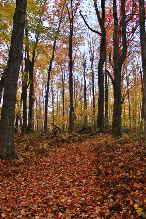 Kanyoo Nature Trail in autumn with colorful leaves on the path through the woods