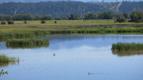 A great blue heron, Canada goose and duck brood are some of the many species of wildlife observed in Kootenai's wetlands.