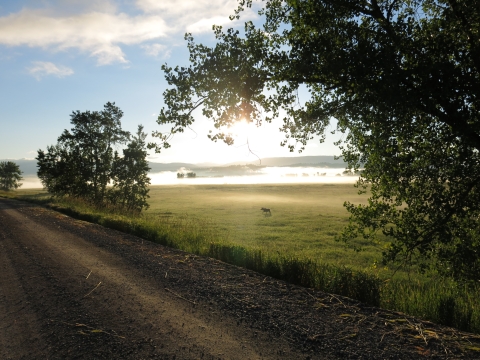 Dawn and dusk are optimal times to view wildlife like this bull moose approaching the auto tour route.