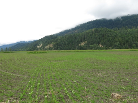 A recently germinated field of crops to support migratory waterfowl.