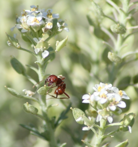 Close up of a red ant on a slickspot peppergrass flower