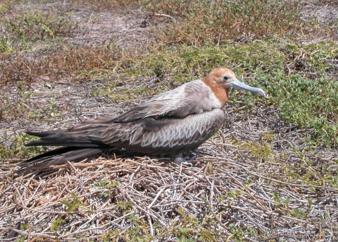 A lesser frigatebird sits on its nest that is built on the ground. It has tan, brown and white feathers and a redish head.