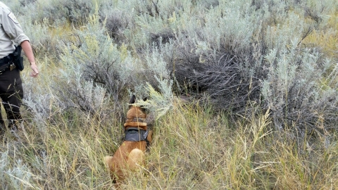 A dog sniffs in sagebrush and other vegetation