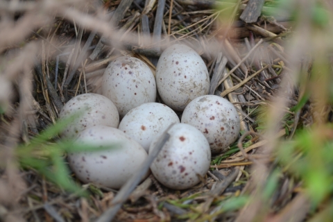 Light-footed clapper rail nest and eggs 