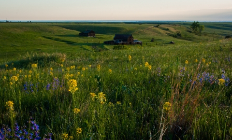 Landscape of Rocky Flats National Wildlife Refuge with prairie flowers in the foreground and Lindsay ranch in the background