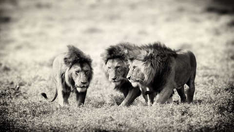 Lions