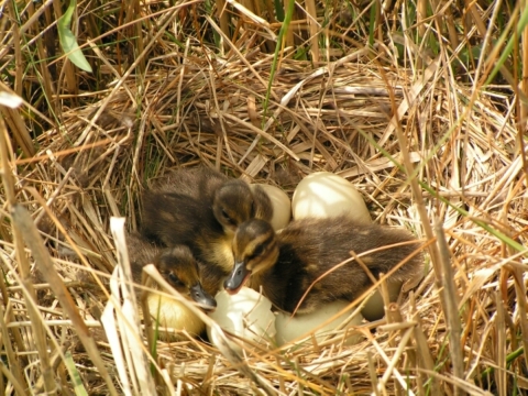 Mallard nest with ducklings