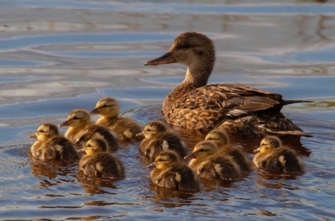 Duck swimming with ducklings