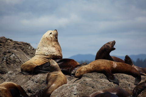 Marine Mammals on a Rocky Coastal Island