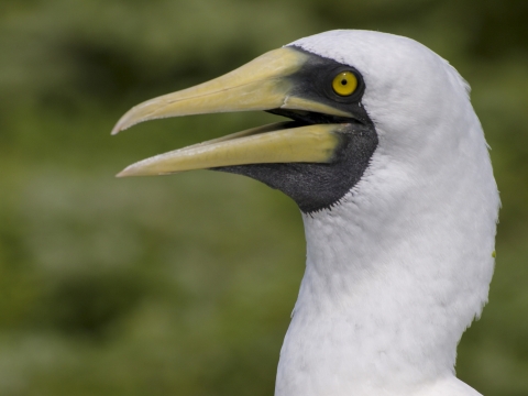 A masked booby looks to the left of the photo. It's mouth is open with a shocked expression on its face. Green plants are out of focus in the background.