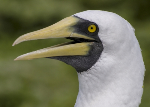 A masked booby looks to the left of the photo. It's mouth is open with a shocked expression on its face. Green plants are out of focus in the background.