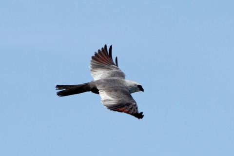 A white and gray bird flying with a blue background