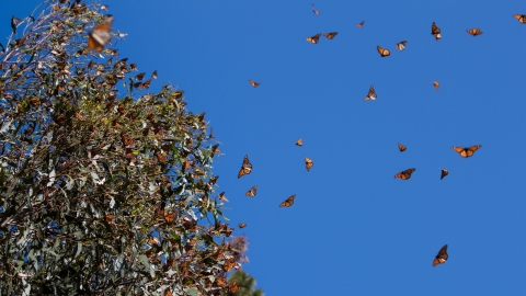 Monarch butterflies fly against a blue sky while others cluster in a nearby tree.