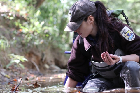 Female biologist kneeling in the water, one hand in the water, the other, cupped, holding mussels