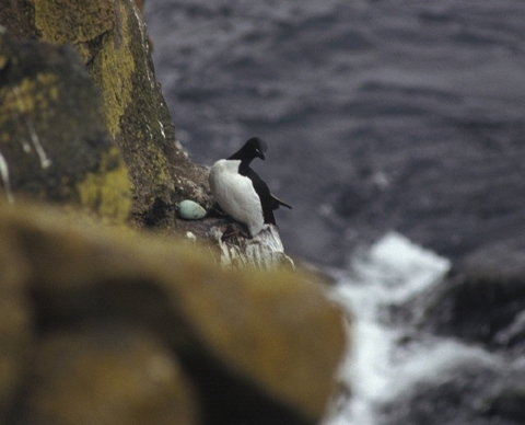 A Common Murre Stands Next to a Cliffside Nest with One Egg