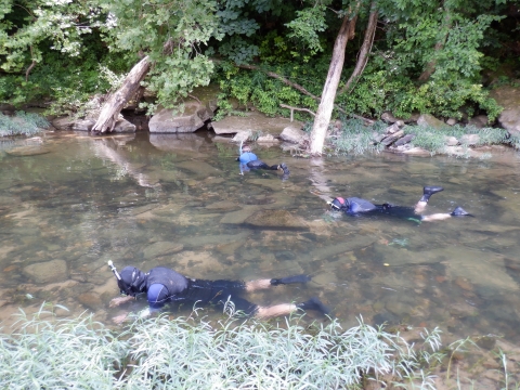 biologists snorkeling for endangered mussels
