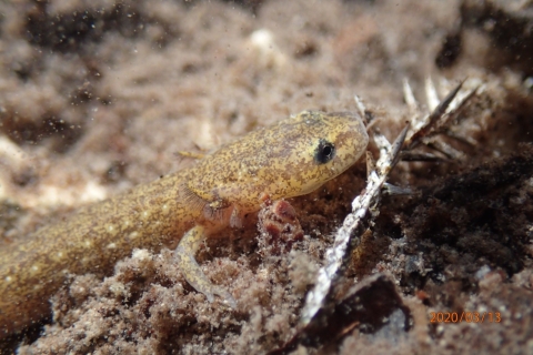 Picture of an Eurycea neotenes