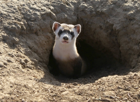 A mall mammal with a white head and neck, pink ears and a black mask peers out of a burrow.