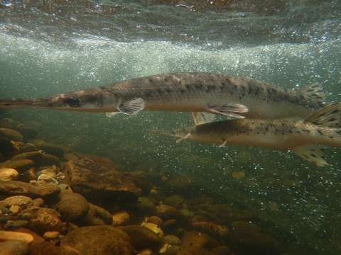 Two longnose gar swim below a riffle