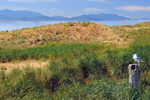A Grassy Field on Protection Island With the Olympic Mountains in the Background