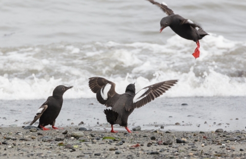Three Pigeon Guillemots on a Rocky Beach