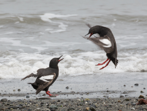 A Pair of Pigeon Guillemots Displaying Courtship Behavior