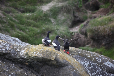 Three Pigeon Guillemots on a Large Rock