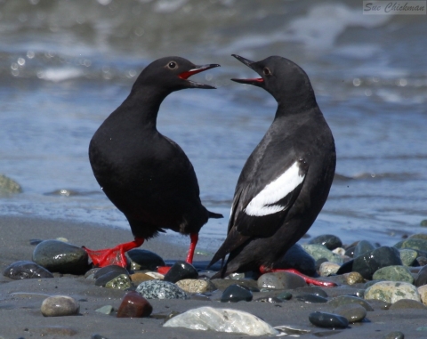 A Pair of Pigeon Guillemots on a Rocky Beach