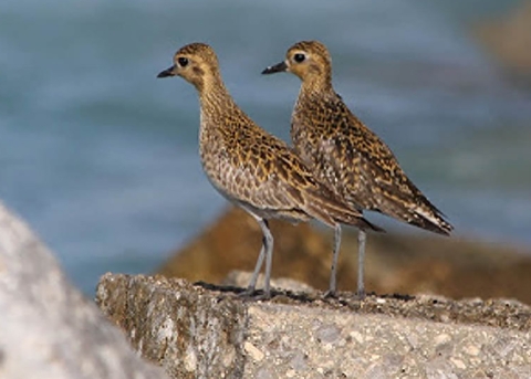 Two Pacific golden plovers stand on a rock that overlooks the ocean.
